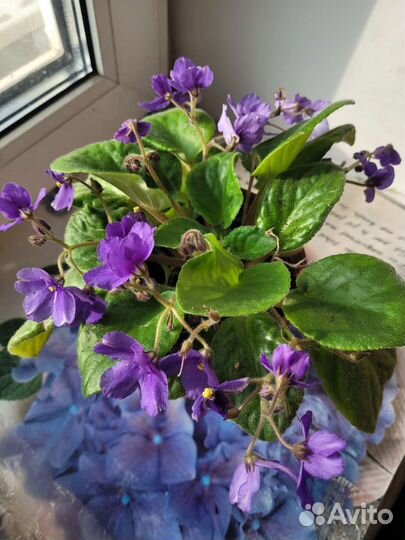 Фиалка цветущая