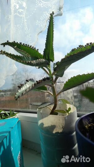 Каланхое лекарственное