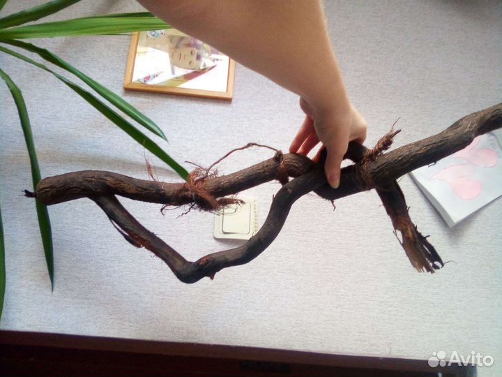 Геккон эублефар