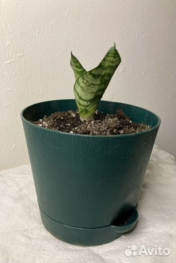 Сансевиерия