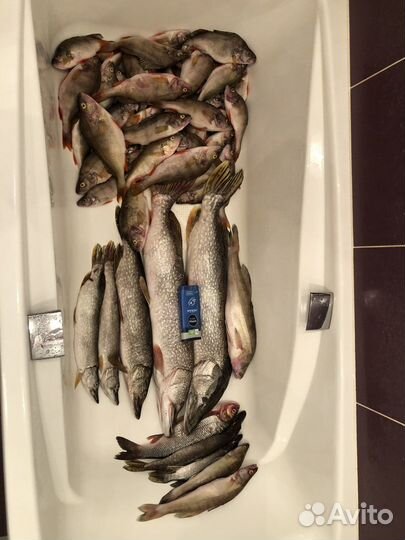 Рыболовная суперснасть Балда.Серебро,Золото,Бронза