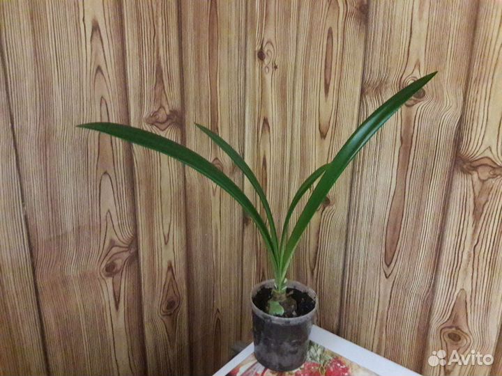 Гиперастум, Герань