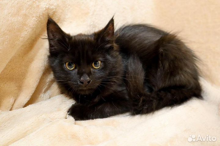 Котята в добрые руки бесплатно