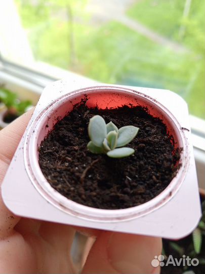 Суккуленты