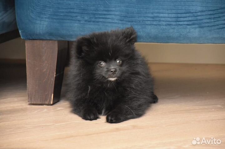 Щенки шпица