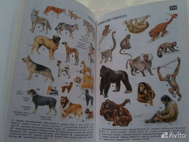 Словарь чешско-русский