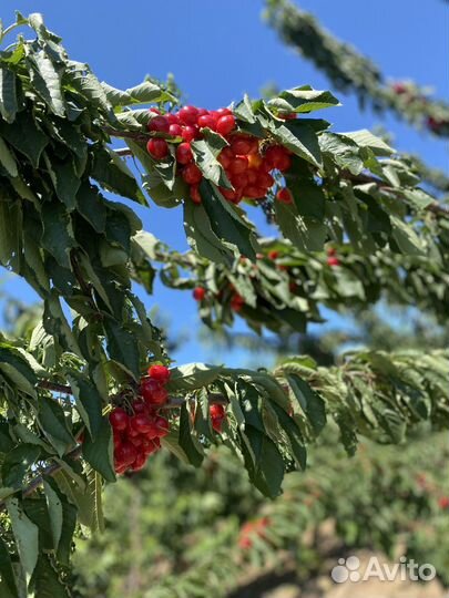 Сборка черешни