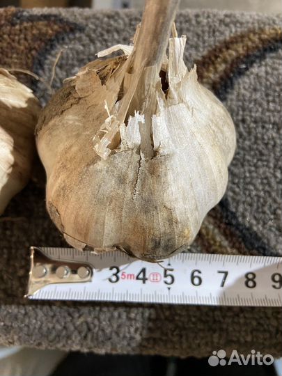 Сортовой чеснок