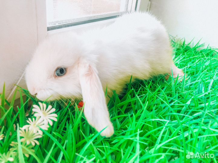 Карликовый кролик супер мини