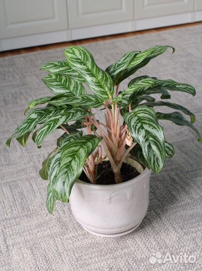 Аглаонема Грин сан (Green sun)