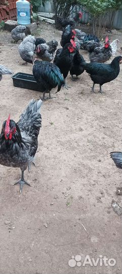 Билефельдер и Австролорп петух