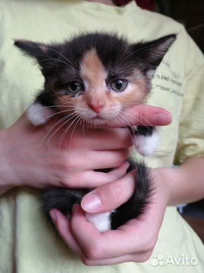 Котята в дар