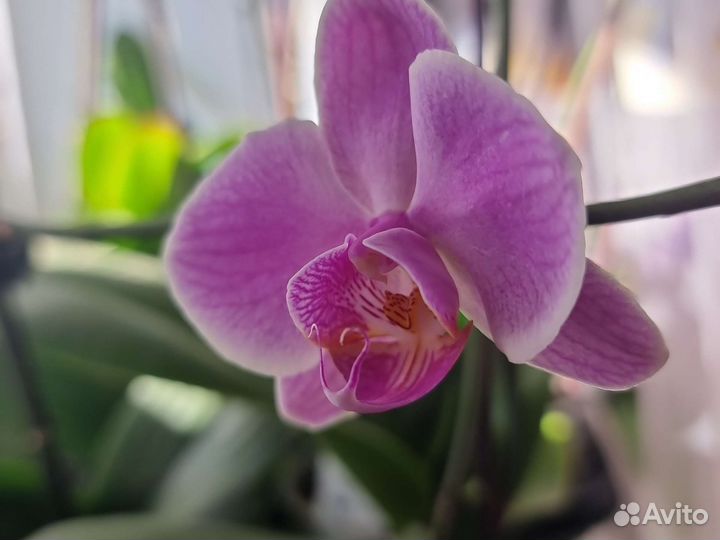 Орхидея