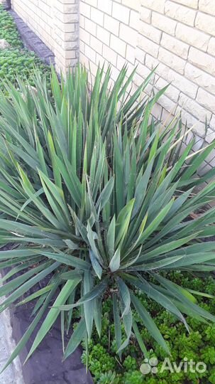 Для дизайна сада, дачи