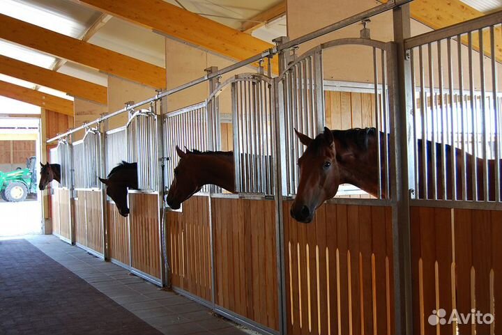 Конный клуб / Бизнесу 20 лет