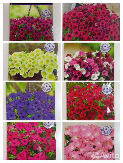 Петунья тайдал