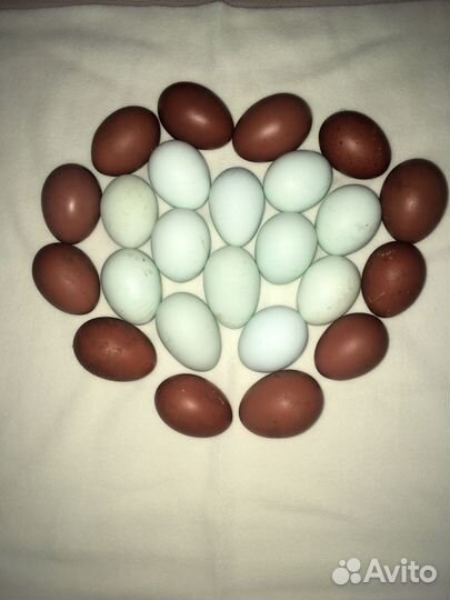 Инкубационное яйцо породных кур, цыплята, петухи