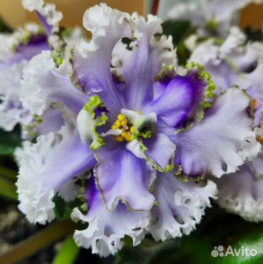 Фиалки, стартеры, детки