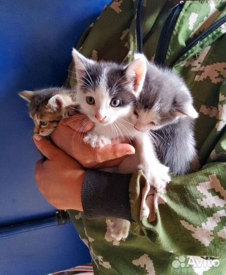 Котята в добрые руки бесплатно