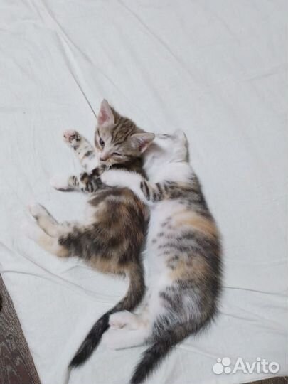 Котята, две девочки