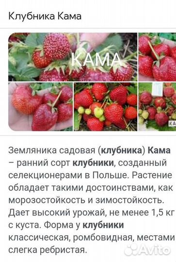 Рассада клубники