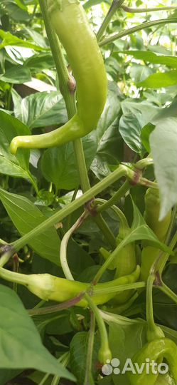 Горький перец