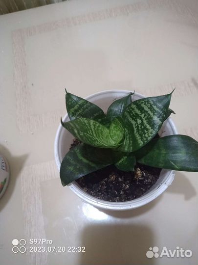 Сансевиерия