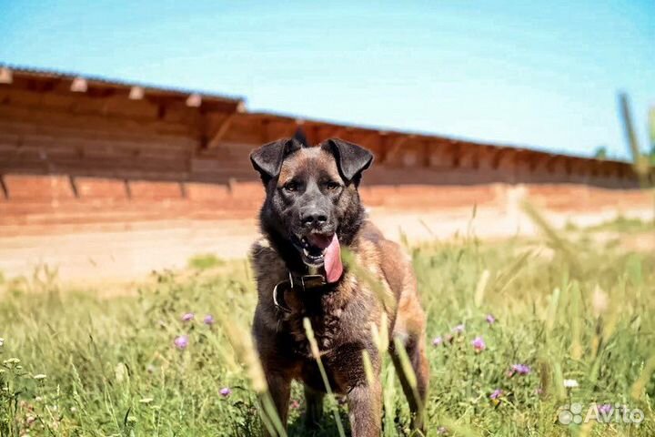 Багдад ищет семью