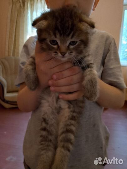 Котята от вислоухой кошки
