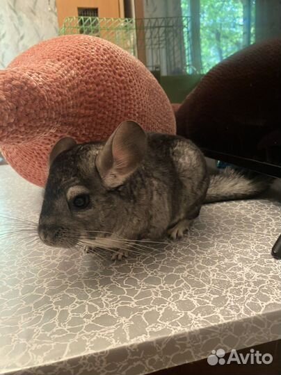 Шиншилла серый стандарт девочка 04.11.2022