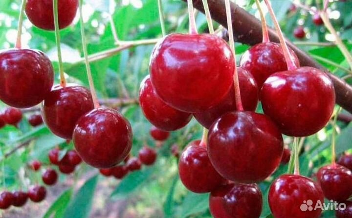 Саженцы вишни Десертная Морозовой (логри- полукарл