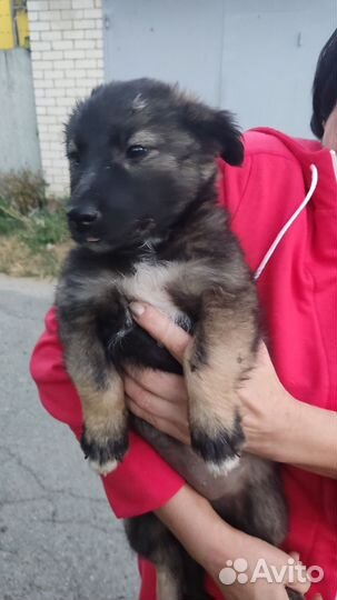 Щенки бесплатно