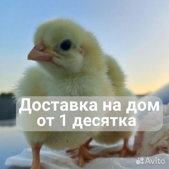 Росс308 цыплята бройлера в х. Ленина