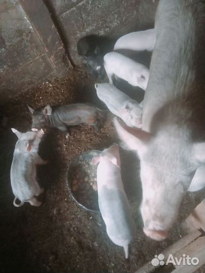 Поросята