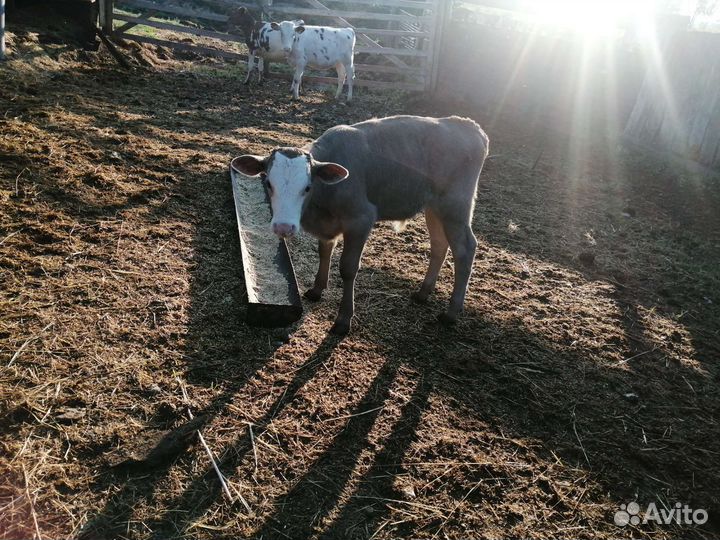 Телята симменталы