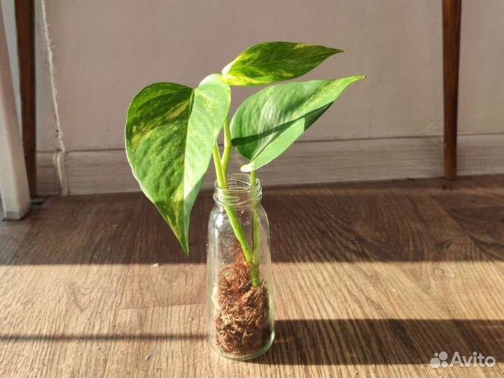 Эпипремнум золотистый, сциндапсус