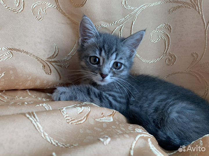 Котёнок девочка