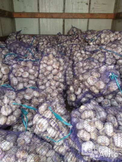Чеснок посадочный, товарный