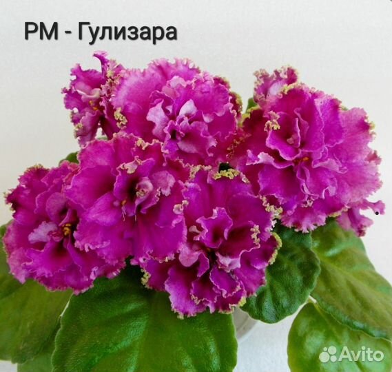 Фиалка, лист