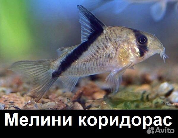 Голд Страйп Неон CW10 Коридорасы сомики разные