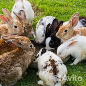 Мини ферма михайлова для кроликов - чертежи и конструкция | Клетки для кроликов, Мини ферма, Кролик