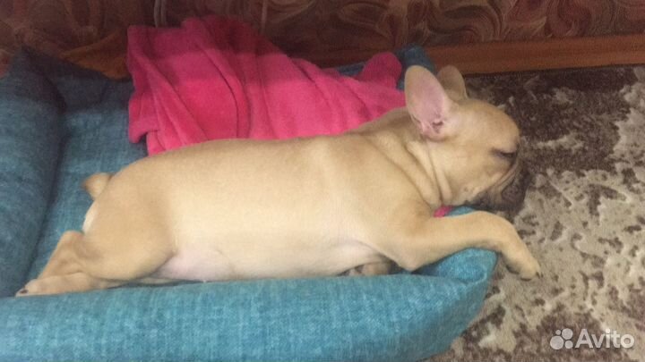 Продам бульдожку