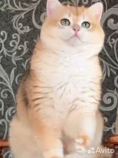 Британский кот