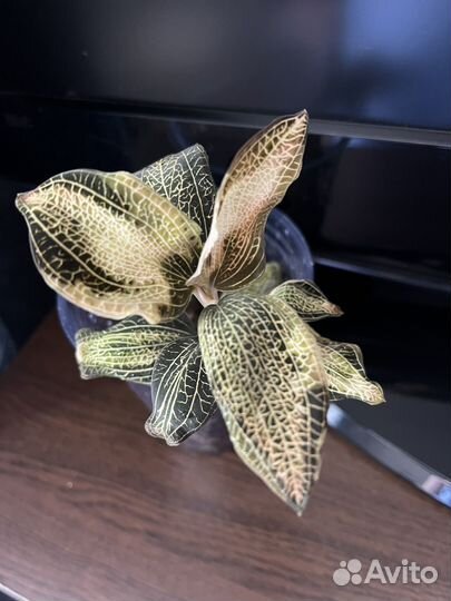 Драгоценная орхидея