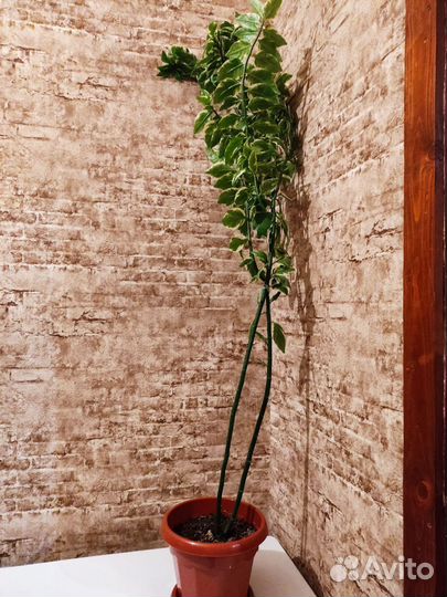 Педилантус 1.50