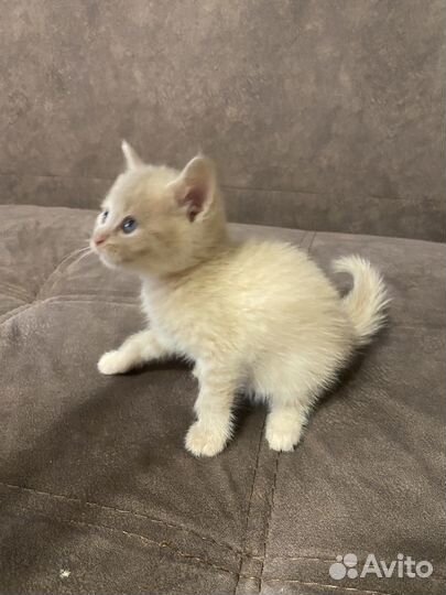 Отдам в добрые руки котят