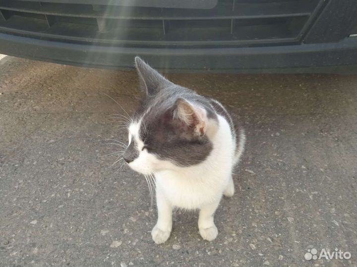 В поисках мамы