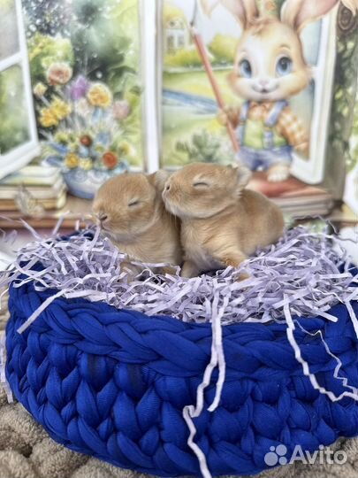 Карликовый, декоративный кролик