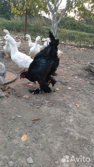 Молодые петушки брама