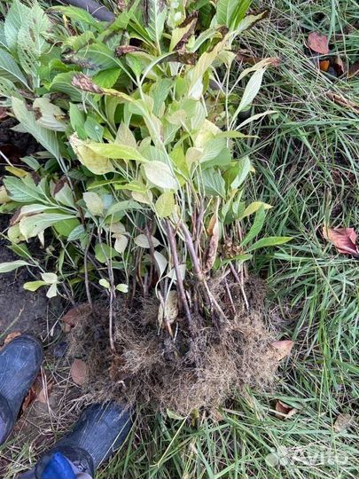 Гортензия крупнолистная саженцы